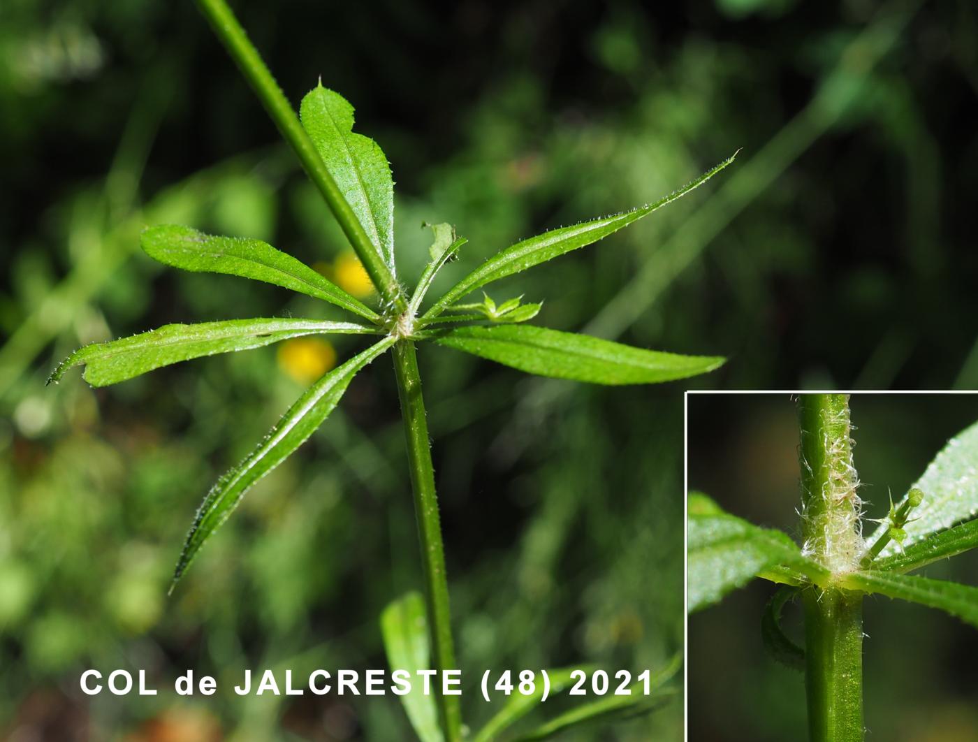 Goose Grass leaf